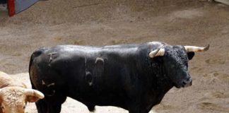 El toro de Núñez del Cuvillo que abrirá temporada hoy Domingo de Resurrección en la Maestranza.