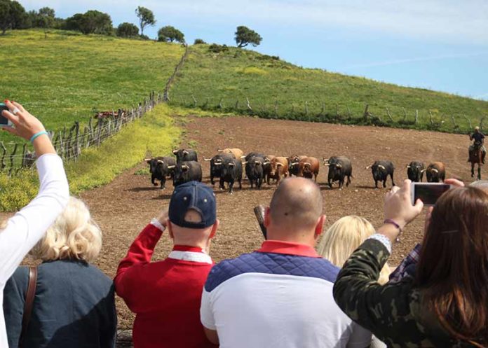 La visita de aficionados sevillanos a la ganadería de Cuvillo. (FOTO: Toromedia)