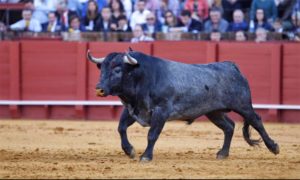 Un toro de Victorino Martín.