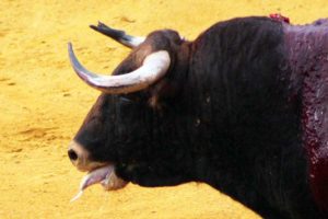 Detalle de uno de los toros de Juan Pedro Domecq.