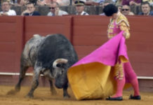 El programa ‘Con torería’, de Giralda TV, visita la ganadería de Gerardo Ortega
