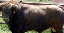 Estos son los toros del Domingo de Resurrección