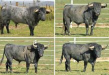 Estos son los toros de Victorino Martín para Sevilla