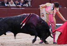 Corpas, sin suerte en Madrid Corpas en un estético muletazo en su primero. (FOTO: Iván de Andrés / burladero.com)