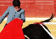 Curro Durán y Miguel Falcón, dos utreranos nuevos para el toreo Miguel Falcón en un pase de pecho en su debut en Santisteban. (FOTO: Sevilla Taurina)