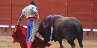 Morante ha cortado una oreja a este toro hoy en Jerez. (FOTO: desdelcallejon.com)