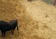 El Colegio de Veterinarios niega información sobre la experiencia de un facultativo de la Maestranza Un veterinario evalúa desde el burladero un toro en el corral de reconocimiento de la Maestranza. (FOTO: Sevilla Taurina)