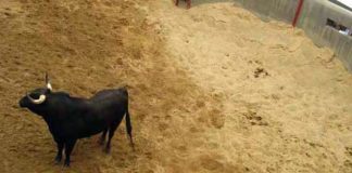 Un veterinario evalúa desde el burladero un toro en el corral de reconocimiento de la Maestranza. (FOTO: Sevilla Taurina)