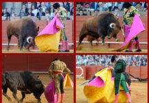 ¿Alguien toreó alguna vez como Morante? Cuatro majestuosas verónicas de Morante. (FOTOS: Matito)
