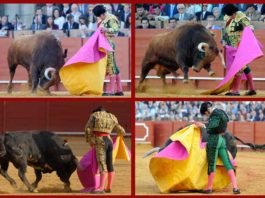 Cuatro majestuosas verónicas de Morante. (FOTOS: Matito)