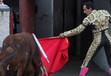 El Cid indulta un toro en San Sebastián de los Reyes El Cid conduce al toro de Marca indultado hacia los toriles. (FOTO: Iván de Andrés / burladero.com)