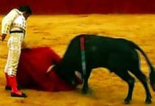 Miguel Falcón, un nuevo sevillano de luces