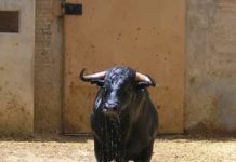Así se puntúa a un veterinario taurino Dos veterinarios evalúan a un toro en el corral de reconocimiento.