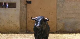Dos veterinarios evalúan a un toro en el corral de reconocimiento.