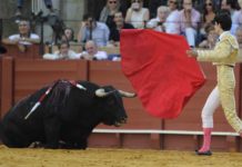 Nada de nada López Simón intenta levantar a su primer novillo. (FOTO: Sevilla Taurina)