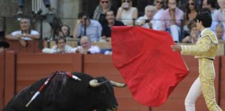 López Simón intenta levantar a su primer novillo. (FOTO: Sevilla Taurina)