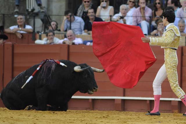 López Simón intenta levantar a su primer novillo. (FOTO: Sevilla Taurina)