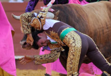 Jesús Márquez, herido de extrema gravedad Espeluznante cornada de Espaliú: el novillo le atraviesa la axila. (FOTO: Sevilla Taurina)