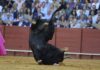 La Fiesta se hunde en la Maestranza. (FOTO: Sevilla Taurina)