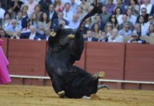 Con la plaza llena y tarde de expectación, ¿por qué no se evitó un desastre anunciado? (FOTO: Sevilla Taurina)