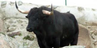 Toro de Dolores Aguirre.
