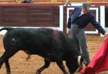 Espartaco, triunfo en Olivenza Espartaco, en un largo natural al astado de Gavira hoy. (FOTO: Gallardo / badajoztaurina.com)
