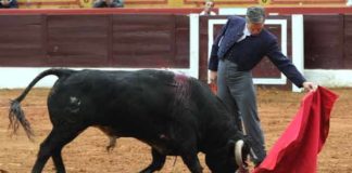 Espartaco, en un largo natural al astado de Gavira hoy. (FOTO: Gallardo / badajoztaurina.com)