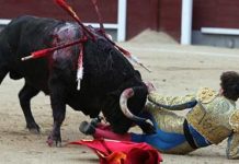 Discretas labores de Martín Núñez y Manuel Fernández en Madrid con complicados novillos El momento de la cornada de Manuel Fernández. (FOTO: Iván de Andrés / burladero.com)