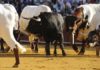 Uno de los tres sobreros que saltaron al ruedo el 26 de septiembre. (FOTO: Sevilla Taurina)