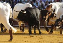 El discurso apocalíptico Uno de los tres sobreros que saltaron al ruedo el 26 de septiembre. (FOTO: Sevilla Taurina)