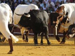 Uno de los tres sobreros que saltaron al ruedo el 26 de septiembre. (FOTO: Sevilla Taurina)
