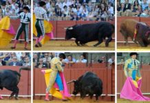 Nunca más Los toros del 26 de septiembre, por los suelos. (FOTOS: Sevilla Taurina)