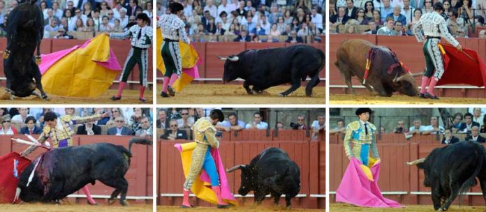Los toros del 26 de septiembre, por los suelos. (FOTOS: Sevilla Taurina)