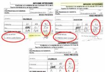 Los tres veterinarios aprobaron como ‘apto’ el toro «despitorrado» de Zalduendo Los tres veterinarios dan como 'apto' el toro de Zalduendo número 91, que un mes antes fue rechazado en Bilbao por estar 'despitorrado'.