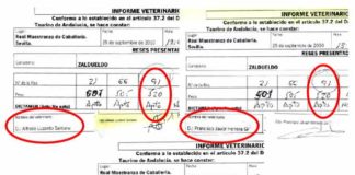 Los tres veterinarios dan como 'apto' el toro de Zalduendo número 91, que un mes antes fue rechazado en Bilbao por estar 'despitorrado'.