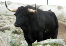 Ganaderías para Sevilla Un astado del hierro de Dolores Aguirre.