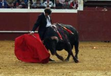 Finito se emborracha de toreo e indulta a un Fuente Ymbro Finito de Córdoba, con el astado indultado. (FOTOS: Ruedos del Sur)