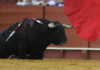 Un toro se derrumba en una corrida de la pasada temporada. (FOTO: Sevilla Taurina)
