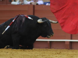 Un toro se derrumba en una corrida de la pasada temporada. (FOTO: Sevilla Taurina)