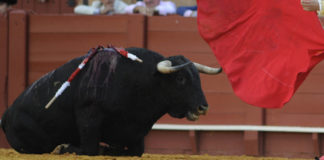 Un toro se derrumba en una corrida de la pasada temporada. (FOTO: Sevilla Taurina)