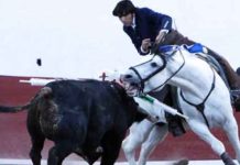 Diego Ventura, tres orejas en Juchipila Un instante de la actuación de Ventura con 'Morante' en Juchipila.