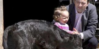 'Got', el primer toro bravo clonado, al poco de nacer.