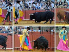 Los toros del escándalo, uno a uno. (FOTO: Matito)