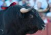 El toro 'despitorrado' de Zalduendo lidiado en Sevilla. (FOTO: Matito)