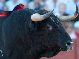 El toro 'despitorrado' de Zalduendo lidiado en Sevilla. (FOTO: Matito)