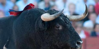 El toro 'despitorrado' de Zalduendo lidiado en Sevilla. (FOTO: Matito)