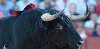 El toro 'despitorrado' de Zalduendo lidiado en Sevilla. (FOTO: Matito)