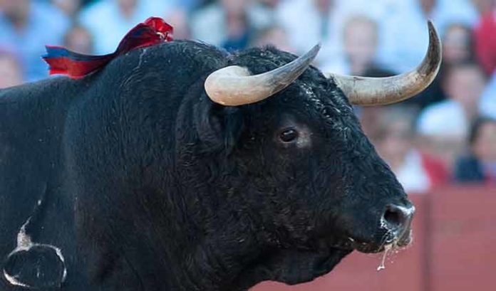 El toro 91 de Zalduendo en la Maestranza y su pitón derecho...