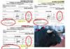 Los tres veterinarios aprobaron al toro de Zalduendo que el Gobierno vasco rechazó un mes antes por 'despitorrado' del cuerno derecho.
