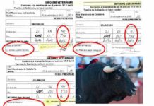 El equipo del presidente Fernández Rey podría quedar fuera del palco Los tres veterinarios aprobaron al toro de Zalduendo que el Gobierno vasco rechazó un mes antes por 'despitorrado' del cuerno derecho.
